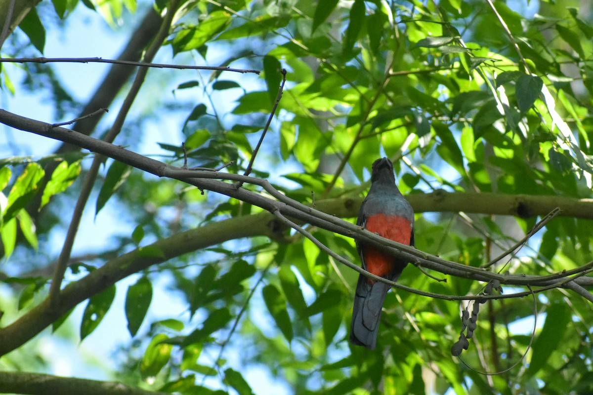 Gri Kuyruklu Trogon - ML620877155