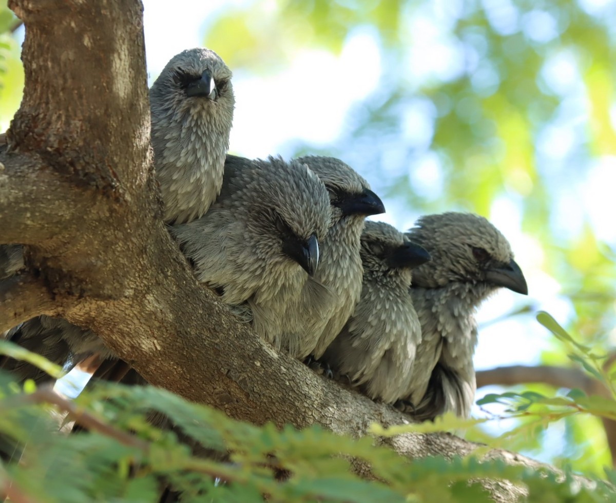 Apostlebird - Susan  Downey