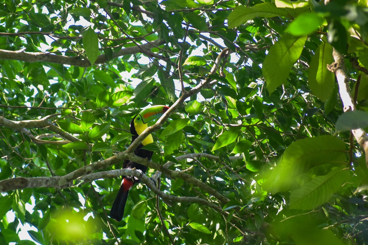 Keel-billed Toucan - ML620877162