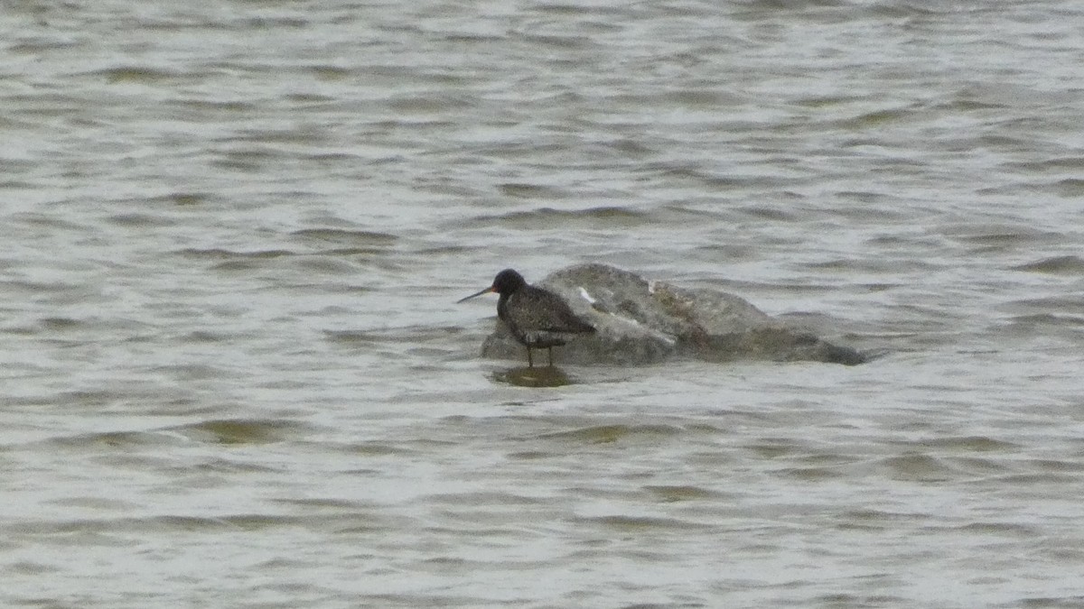 Spotted Redshank - ML620877163