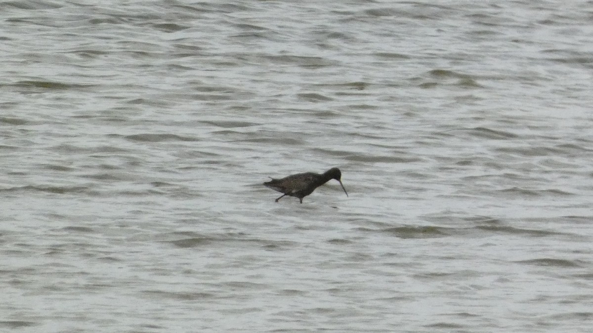 Spotted Redshank - ML620877164