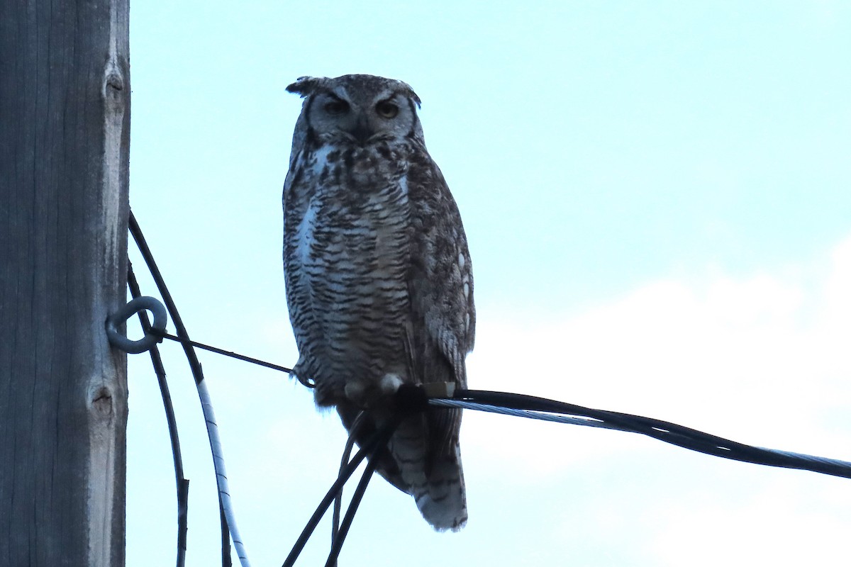 Great Horned Owl - ML620877166