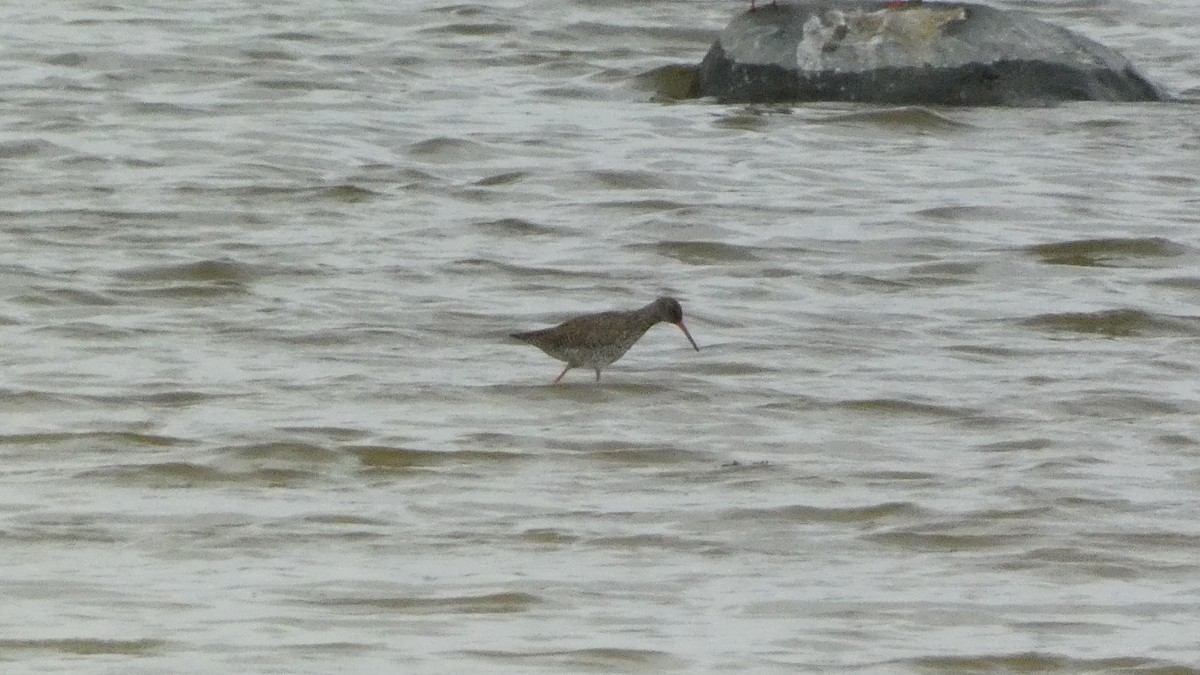 Common Redshank - ML620877170