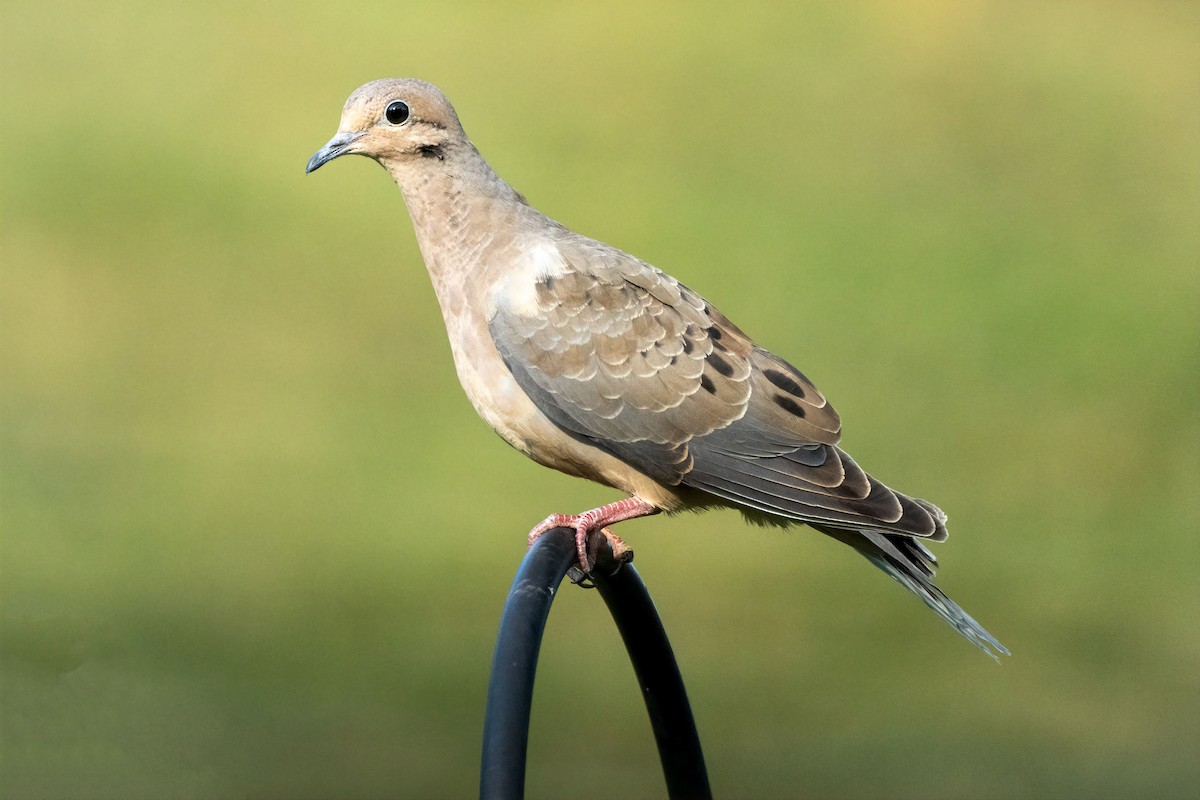 Mourning Dove - ML620877171