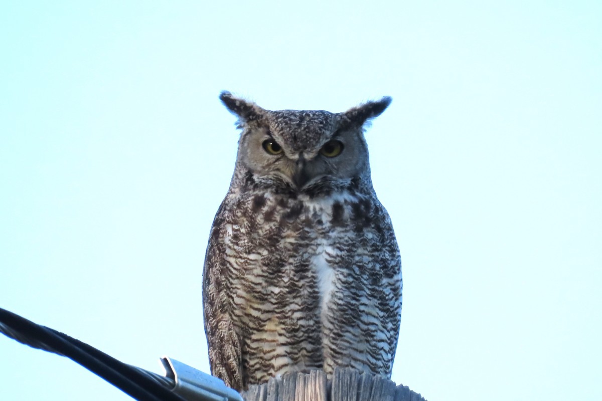 Great Horned Owl - ML620877173