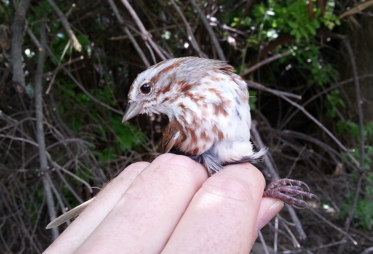 Song Sparrow (fallax Group) - ML620877174