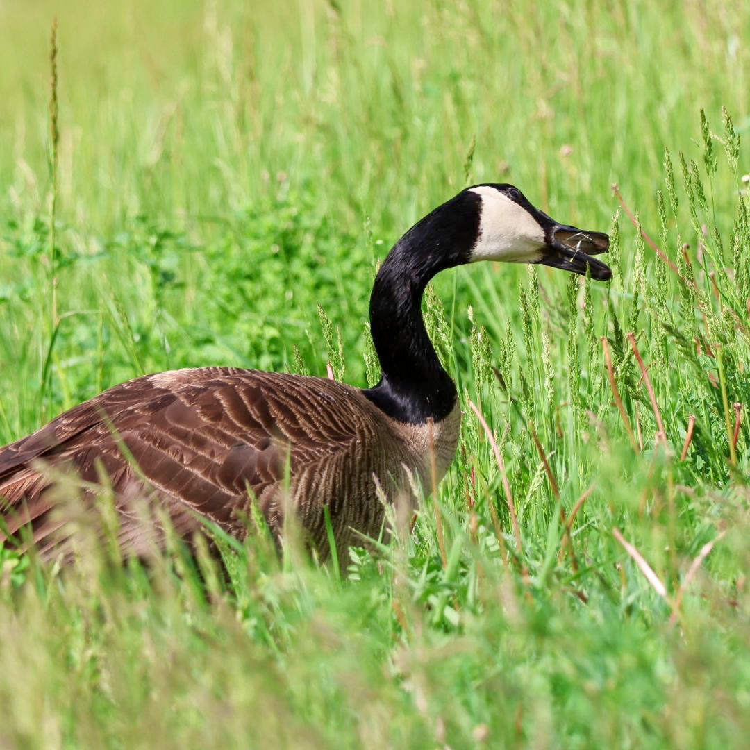 Canada Goose - ML620877181