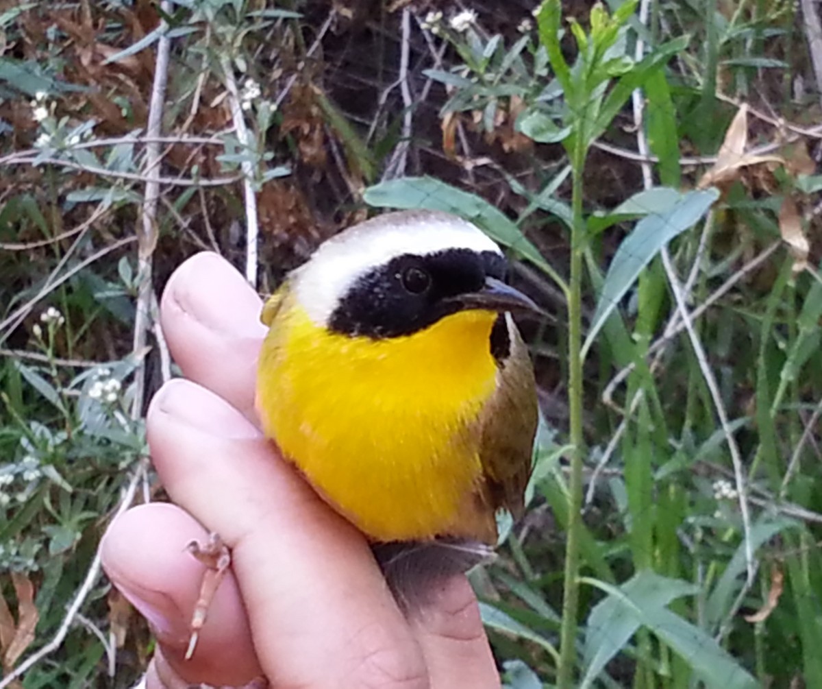 Common Yellowthroat - ML620877182