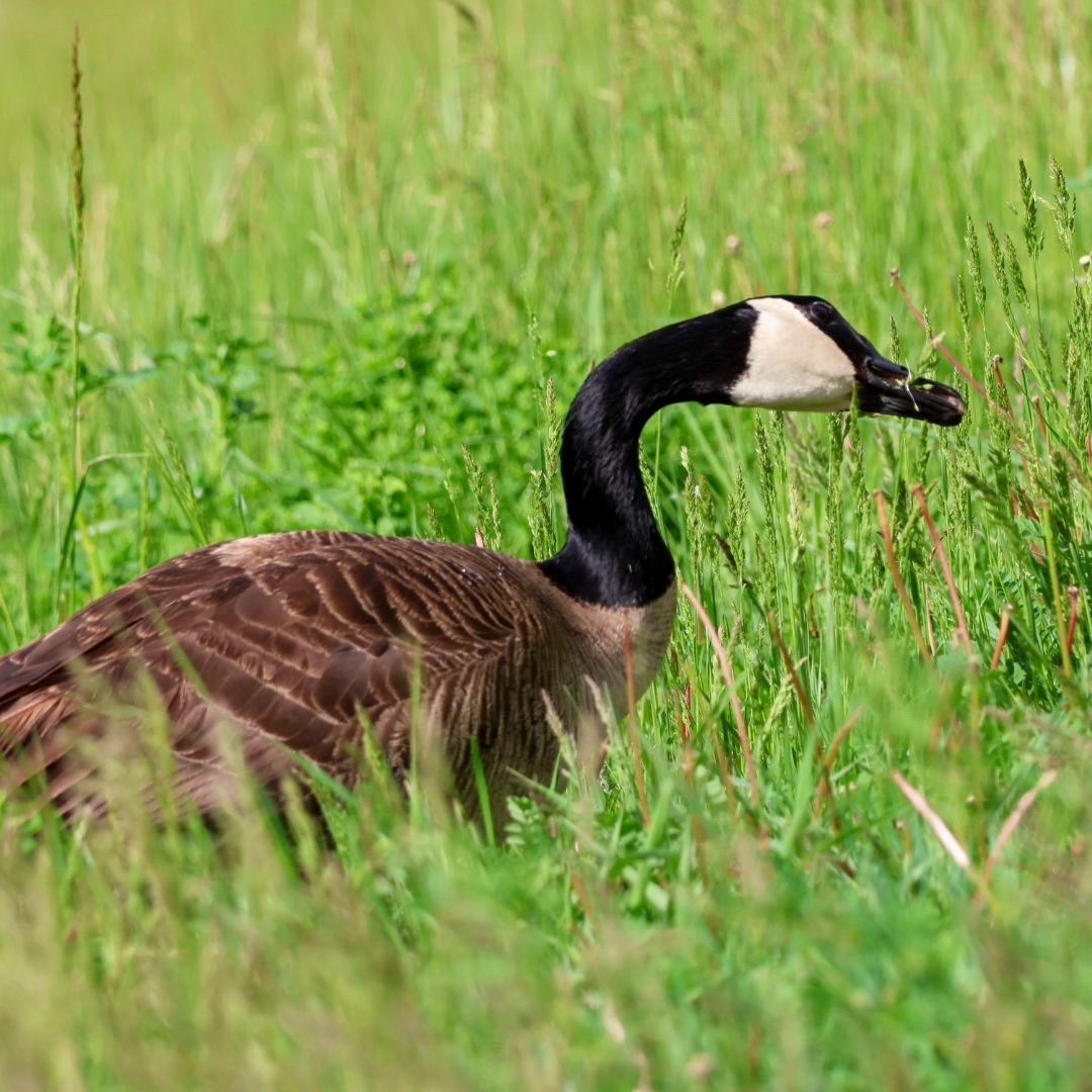 Canada Goose - ML620877184