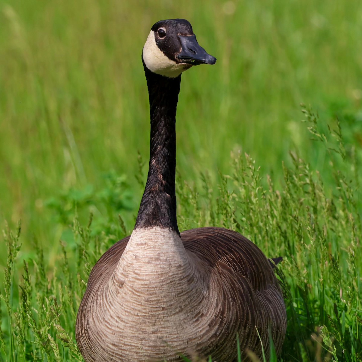 Canada Goose - ML620877185