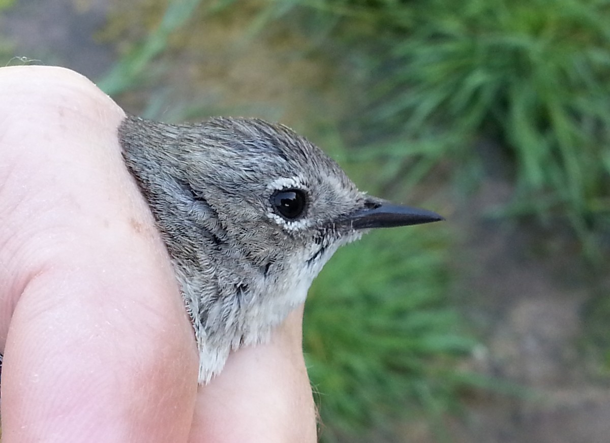 Lucy's Warbler - ML620877188