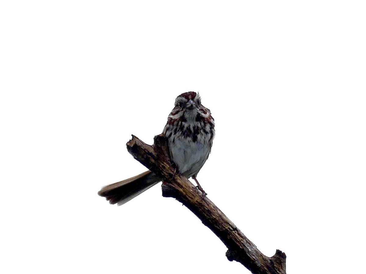 Song Sparrow - ML620877189