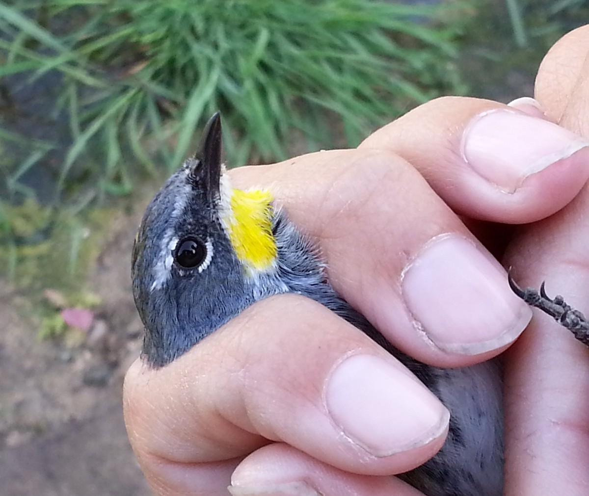 Yellow-rumped Warbler (Myrtle x Audubon's) - ML620877192