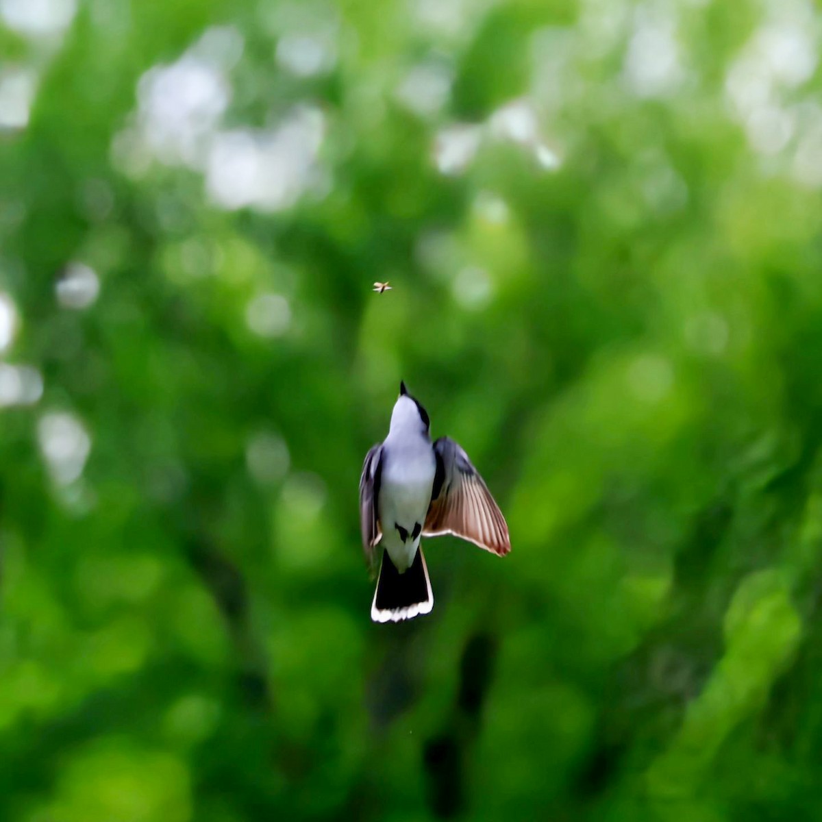 Eastern Kingbird - ML620877193