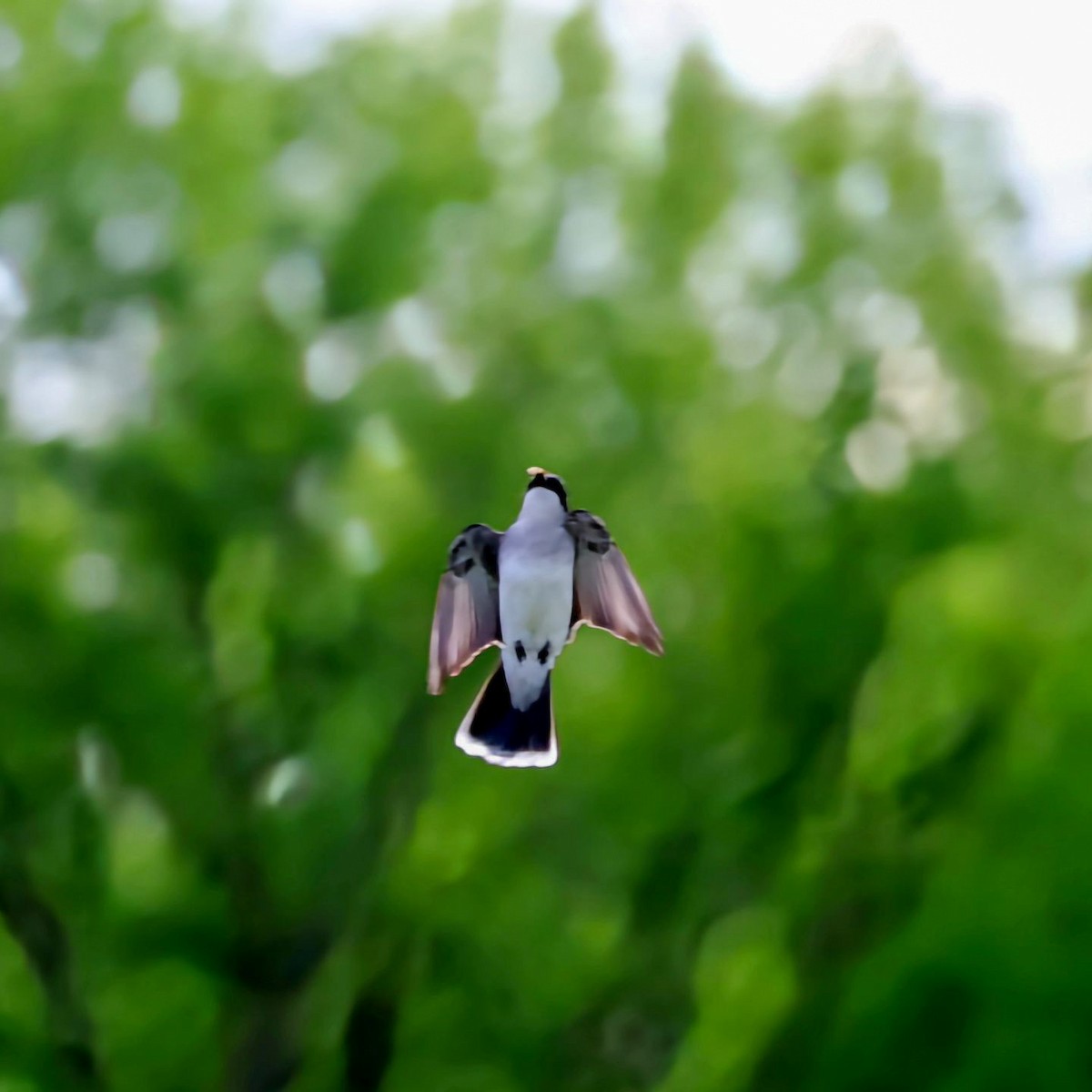 Eastern Kingbird - ML620877196