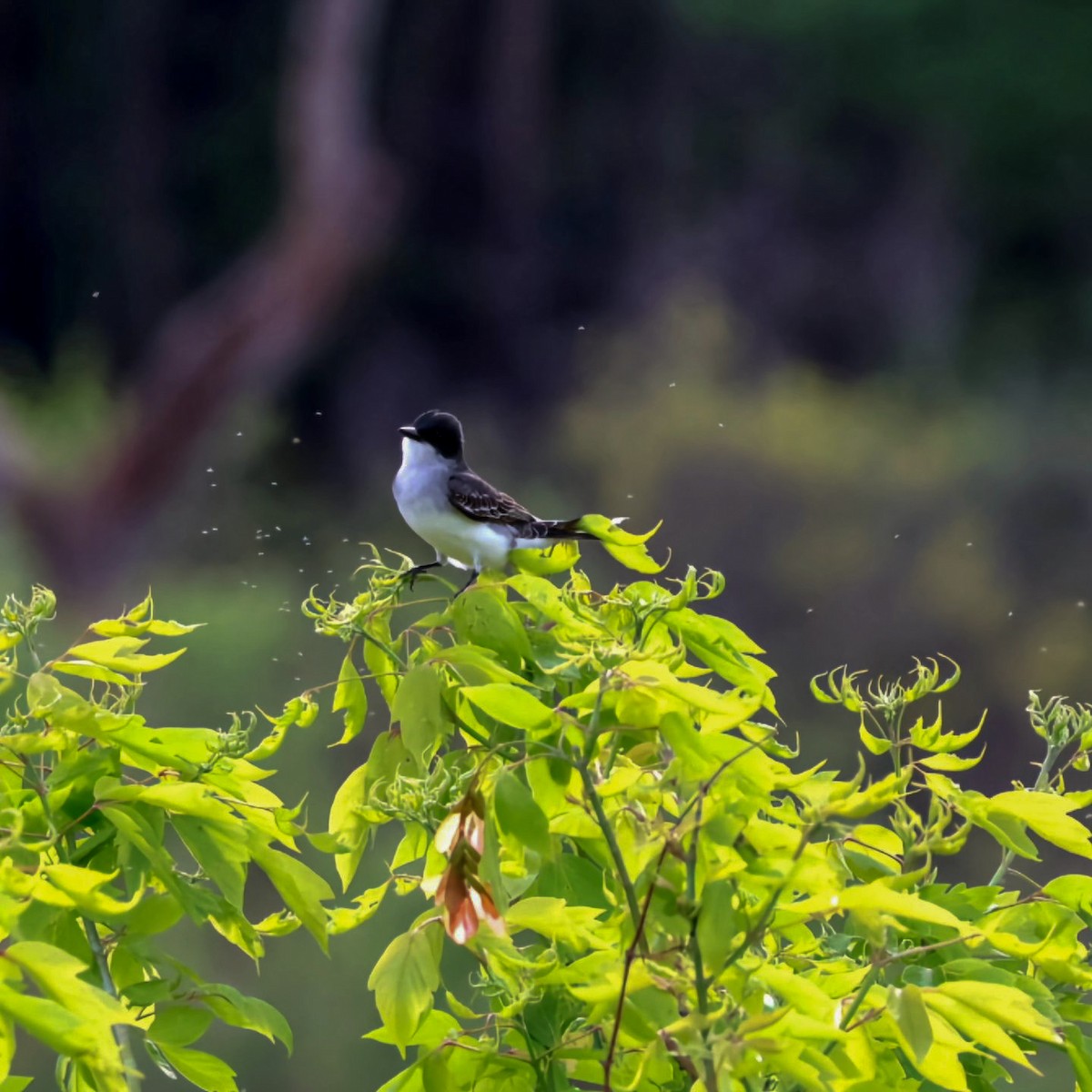 Eastern Kingbird - ML620877199