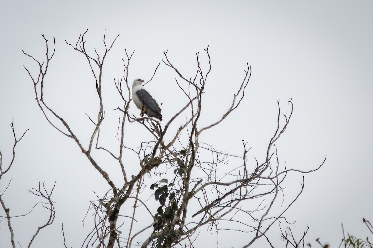 Mantled Hawk - ML620877200