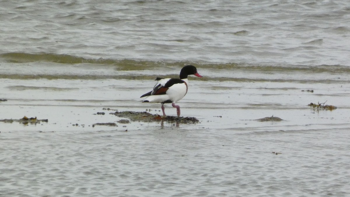 Common Shelduck - ML620877201