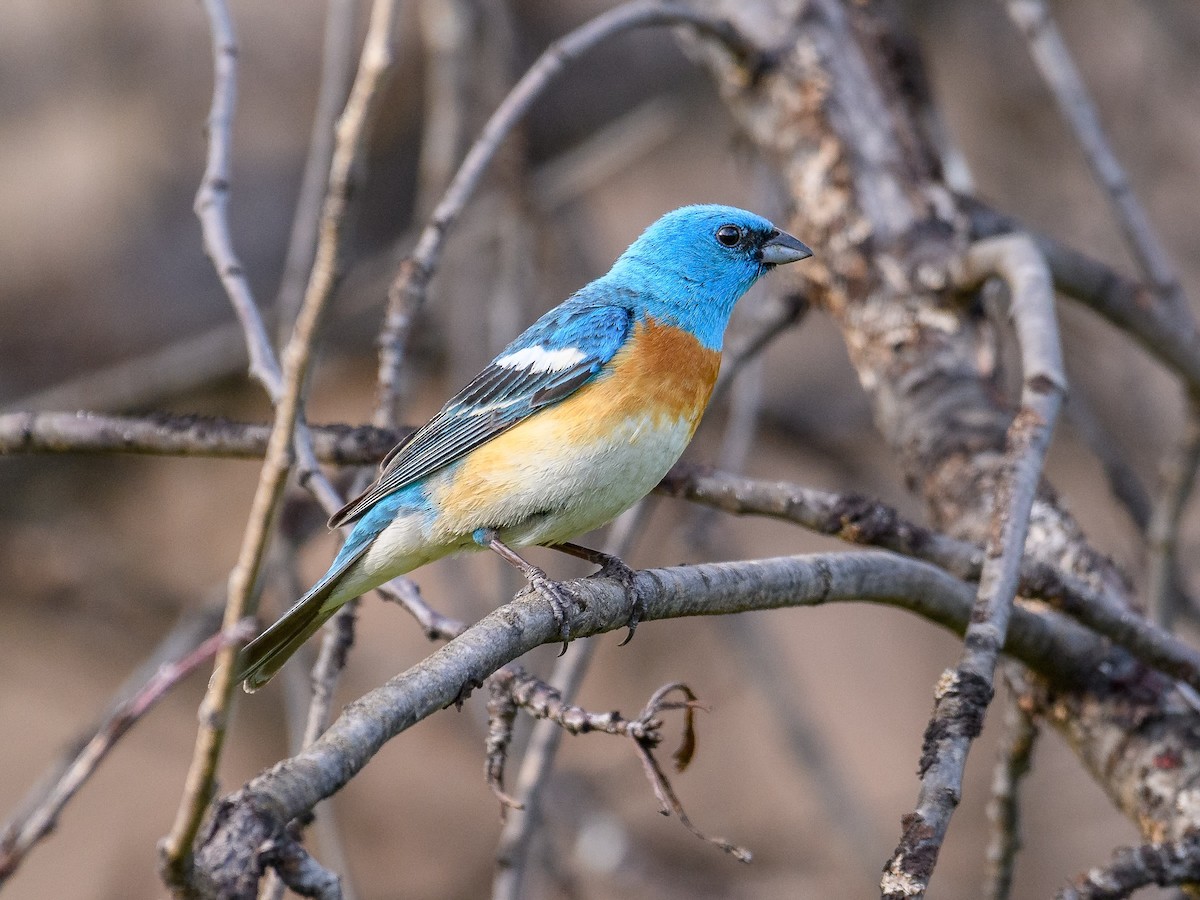 Lazuli Bunting - ML620877202