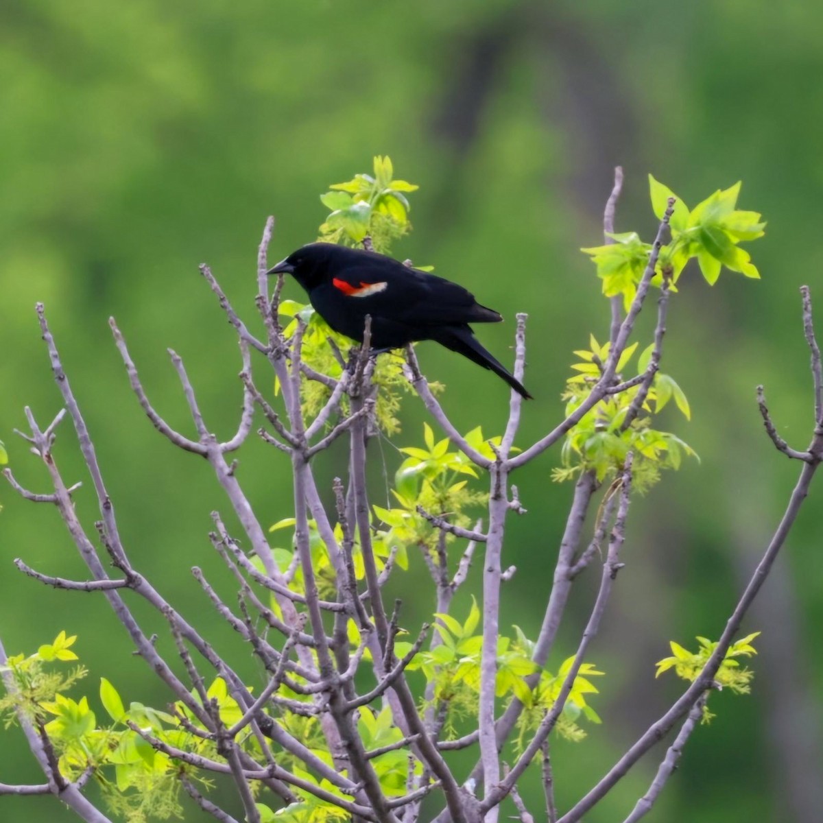 Red-winged Blackbird - Sireono Sheley
