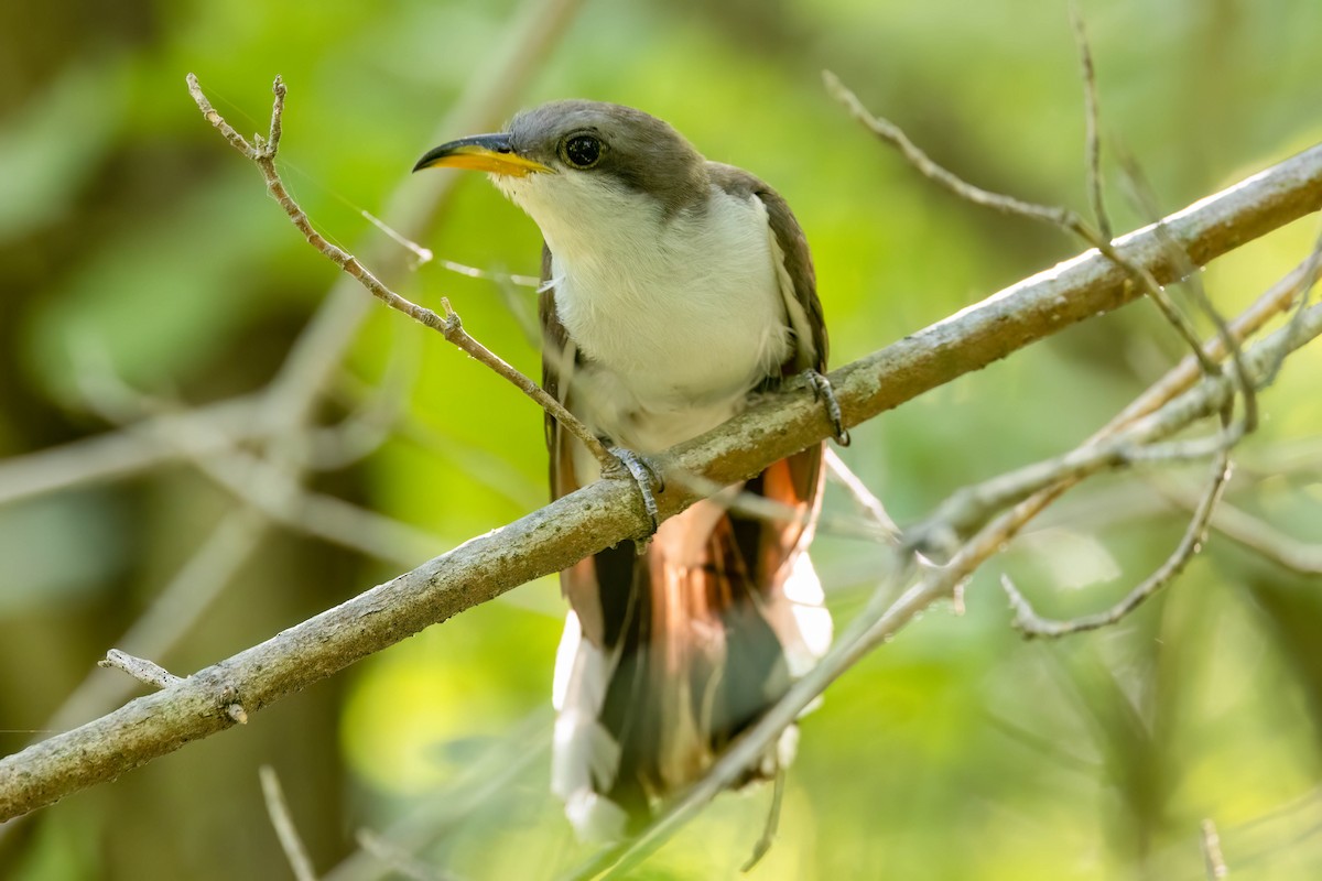 Yellow-billed Cuckoo - ML620877206