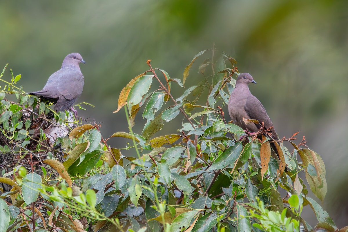 Plumbeous Pigeon - Hendryk Gemeiner