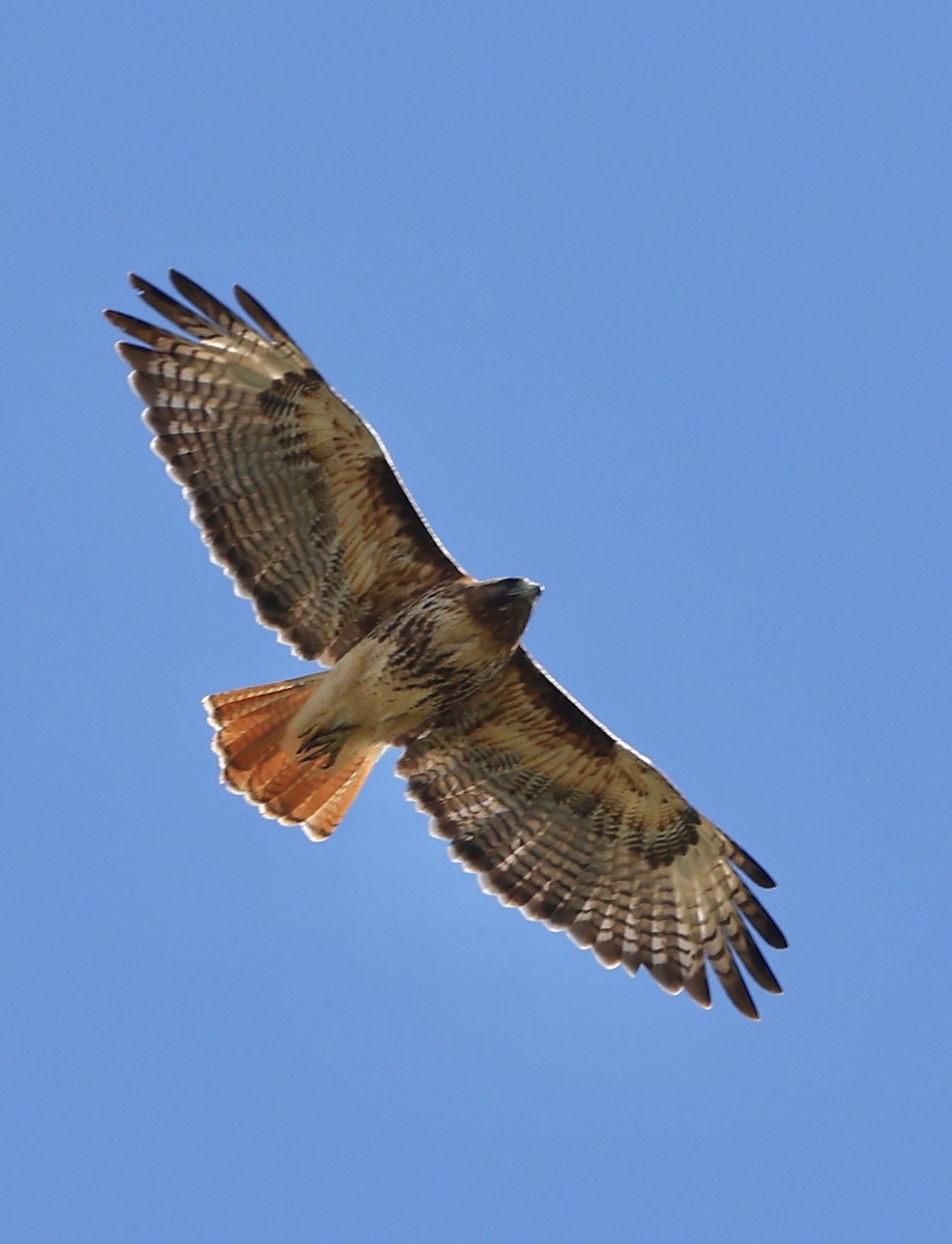 Red-tailed Hawk - ML620877209