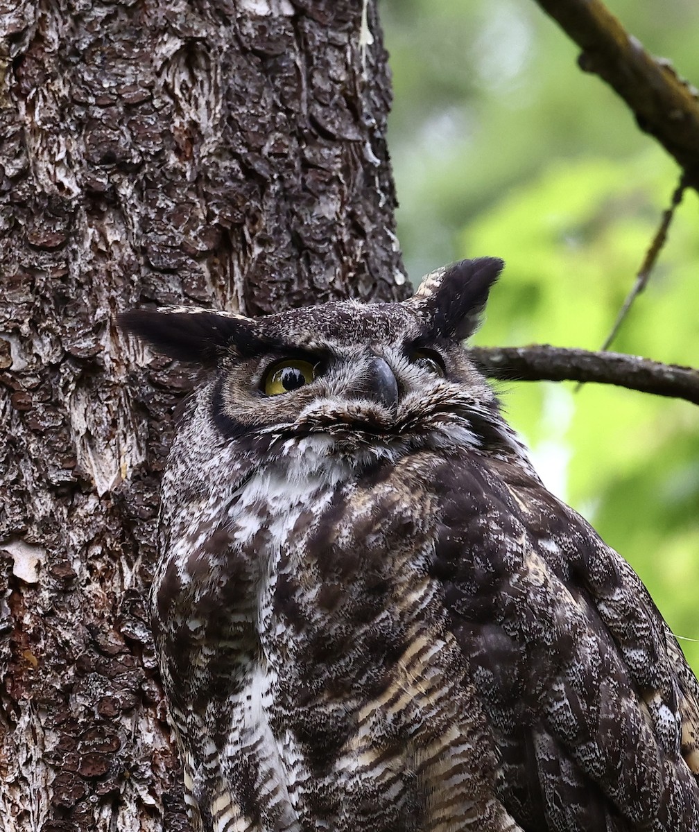 Great Horned Owl - ML620877210