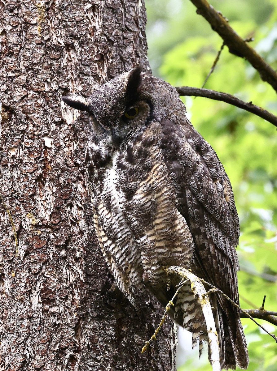 Great Horned Owl - ML620877211