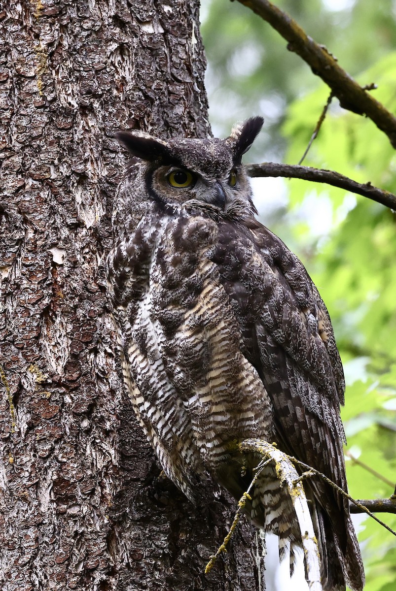 Great Horned Owl - ML620877212