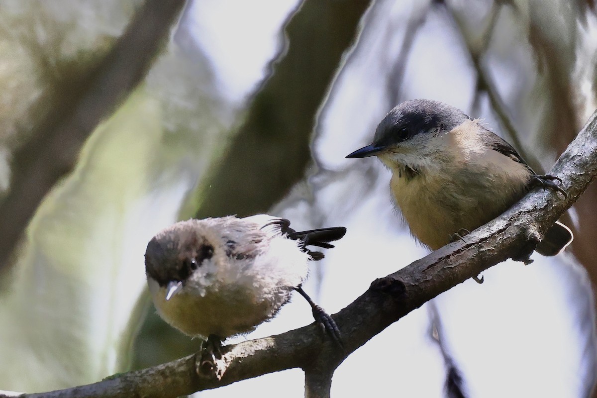 Pygmy Nuthatch - ML620877221