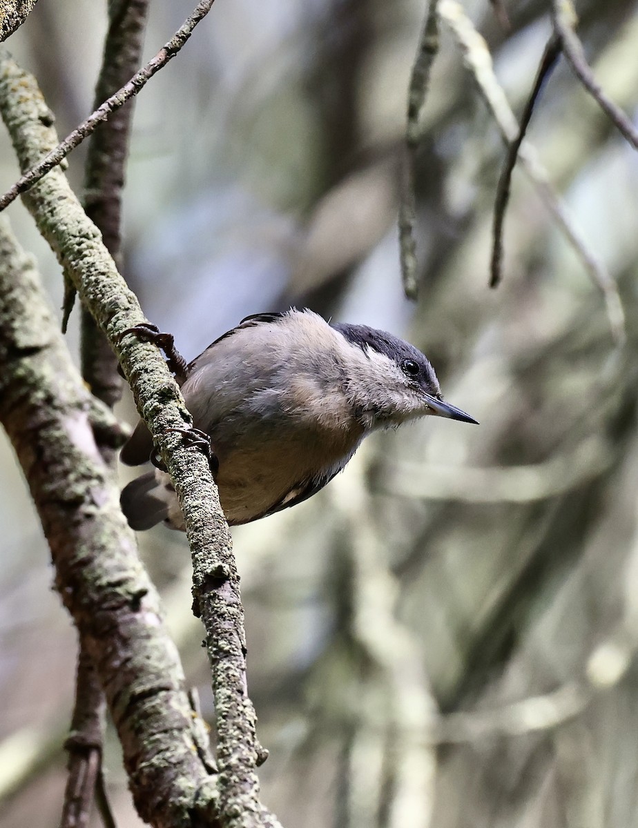 Pygmy Nuthatch - ML620877222