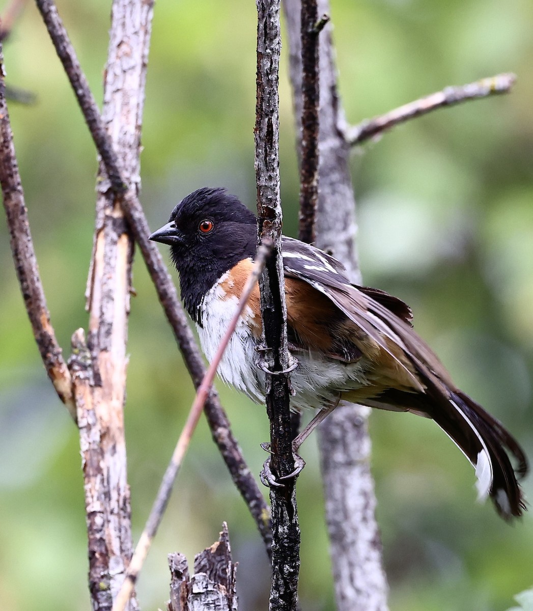 Spotted Towhee - ML620877224