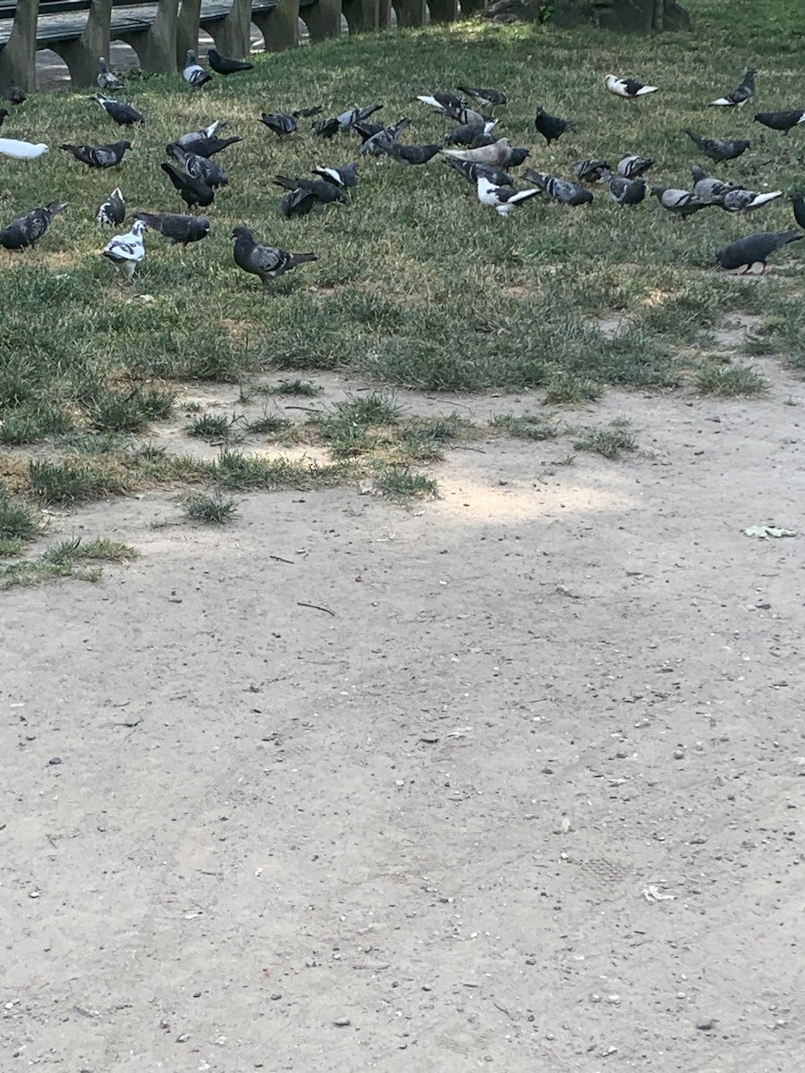 Rock Pigeon (Feral Pigeon) - ML620877225