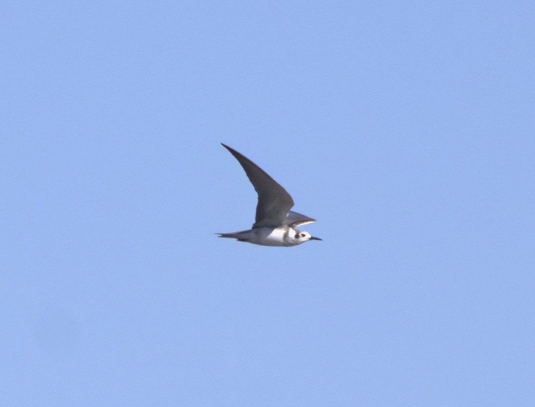Black Tern - ML620877231