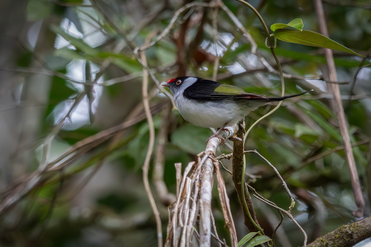 Pin-tailed Manakin - ML620877233