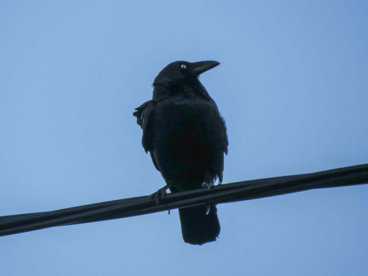 Australian Raven - ML620877239