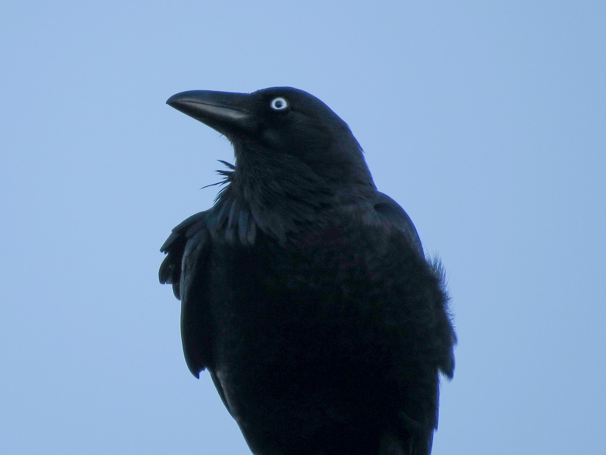 Australian Raven - ML620877240