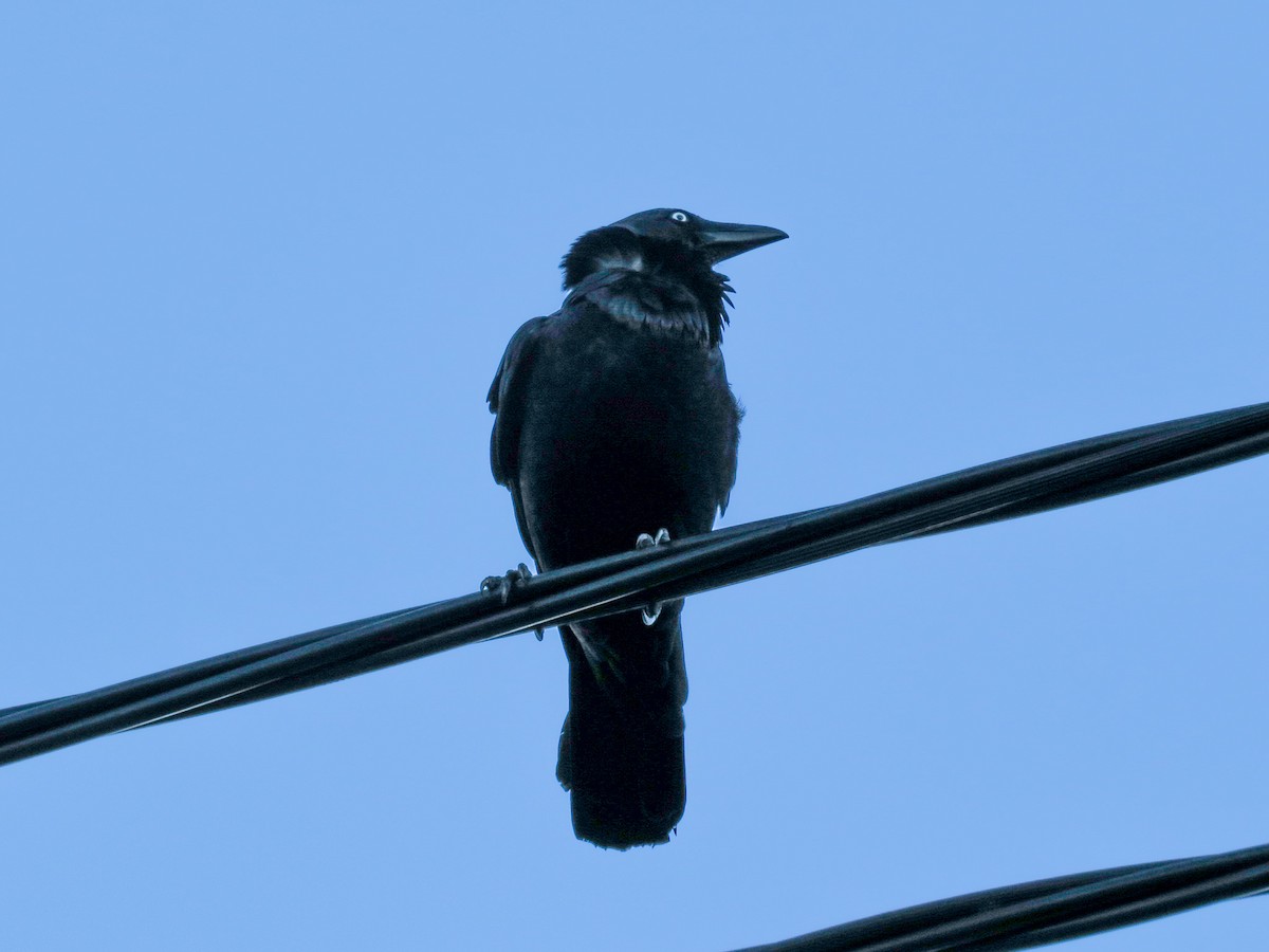 Australian Raven - ML620877241