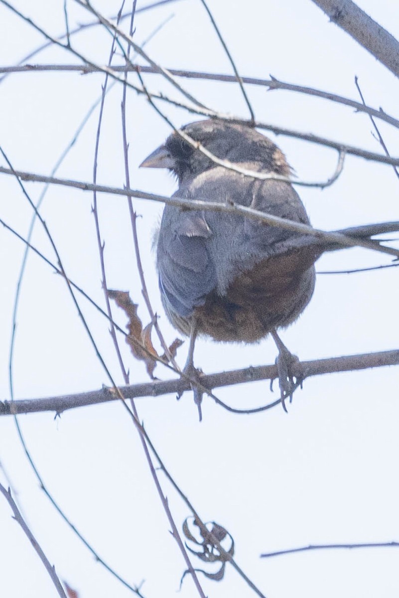 Abert's Towhee - ML620877242