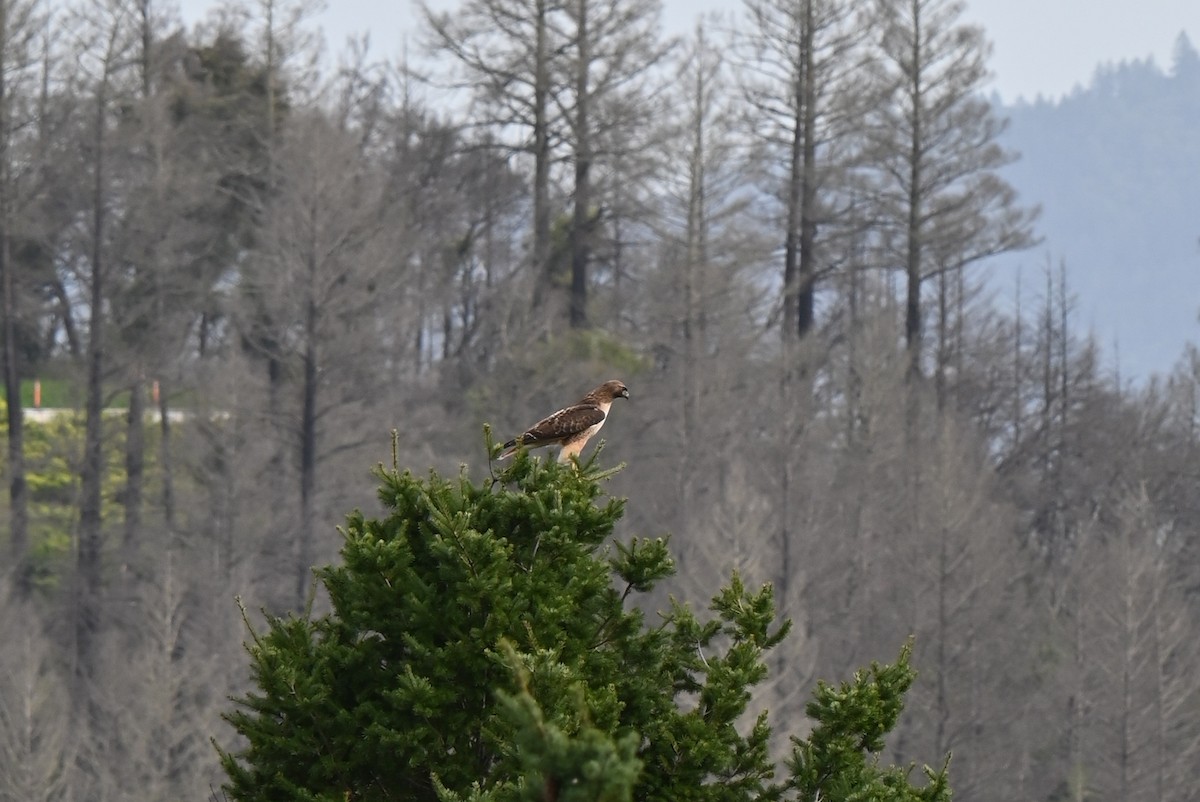 Red-tailed Hawk - ML620877243