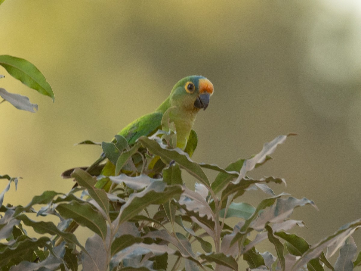 テツバシメキシコインコ - ML620877253