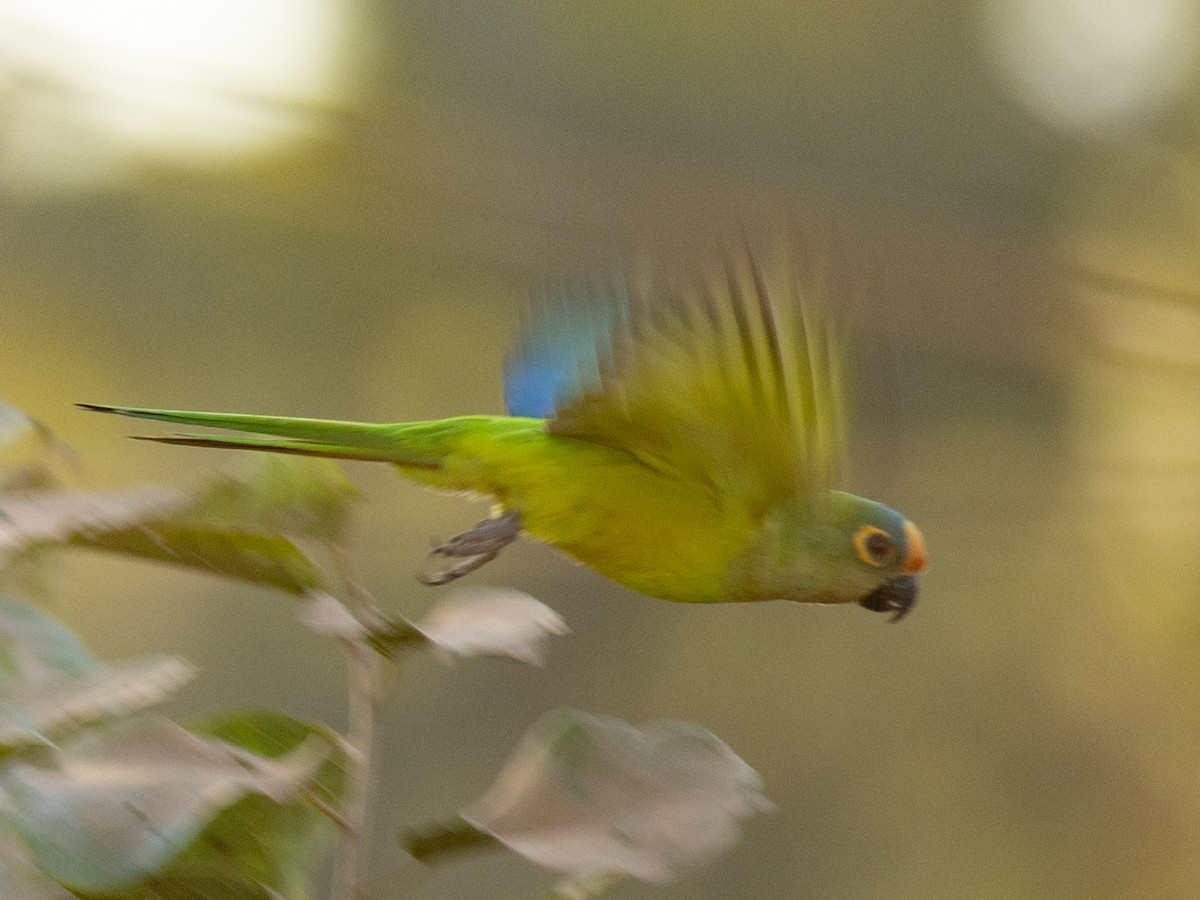 テツバシメキシコインコ - ML620877254