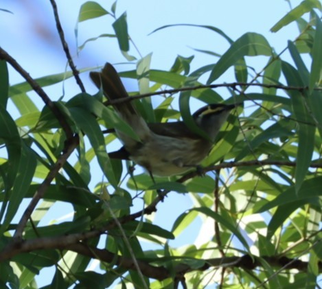 Yellow-faced Honeyeater - ML620877259