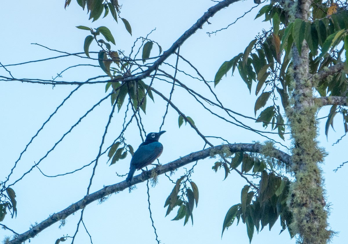 Blue Bird-of-Paradise - ML620877276