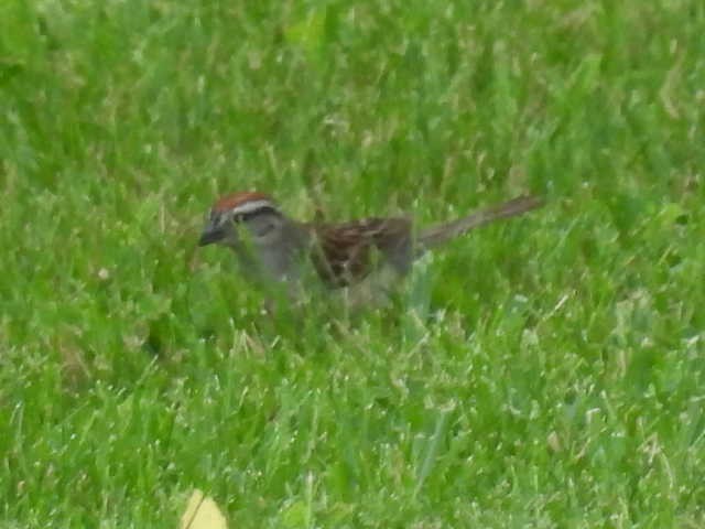 Chipping Sparrow - ML620877277