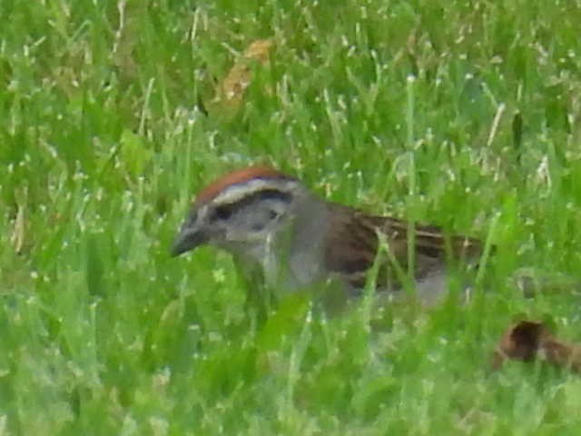 Chipping Sparrow - ML620877278