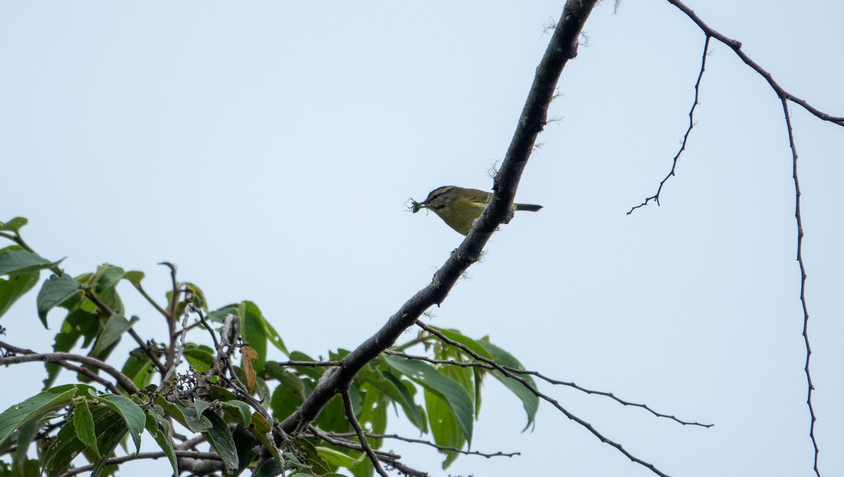 Mosquitero Isleño - ML620877279