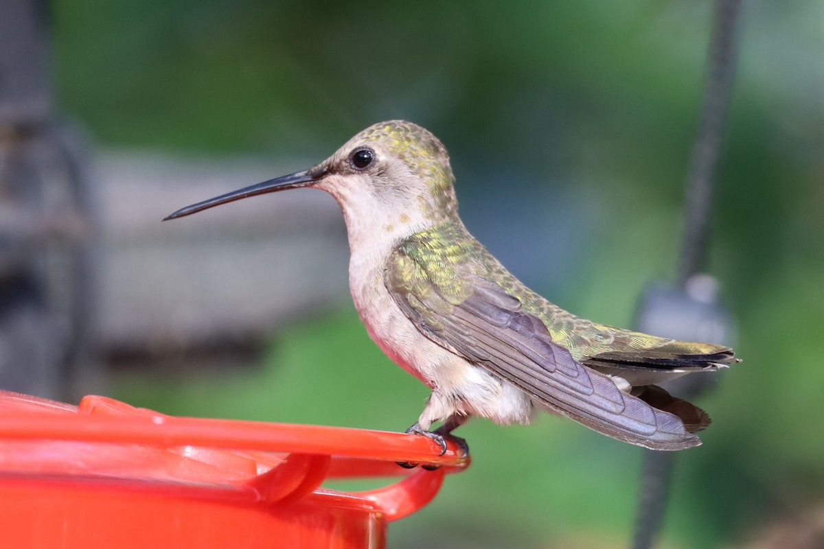 Colibrí Gorjinegro - ML620877282