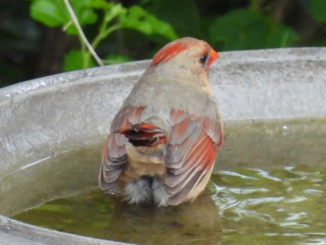 Northern Cardinal - ML620877286